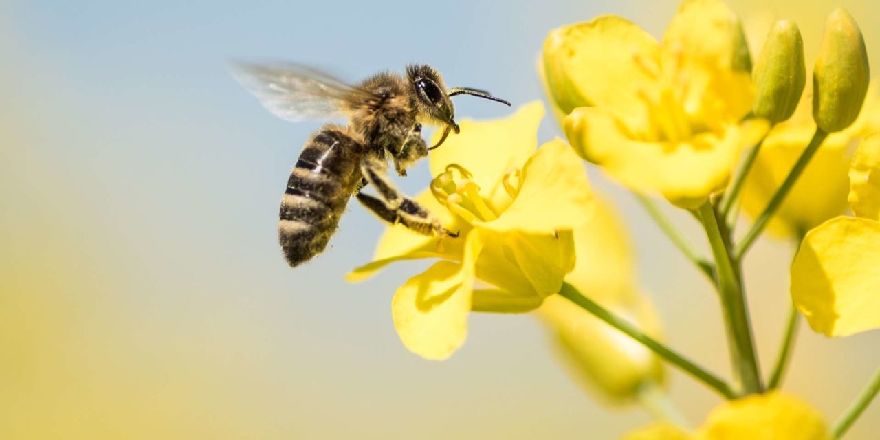 LA COMMUNE DE CABRIES MOBILISÉE CONTRE L’UTILISATION DES PESTICIDES NÉONICOTINOÏDES