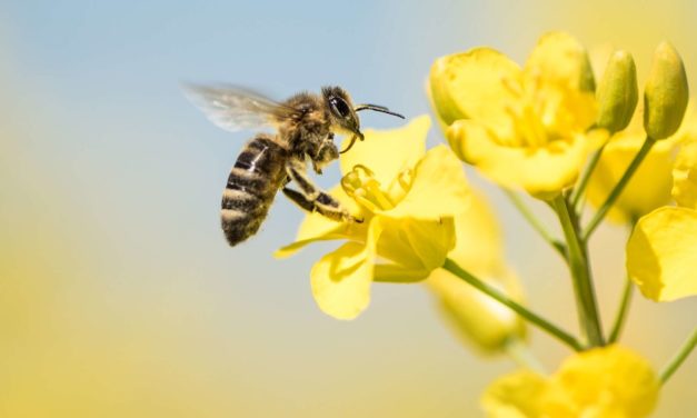 LA COMMUNE DE CABRIES MOBILISÉE CONTRE L’UTILISATION DES PESTICIDES NÉONICOTINOÏDES