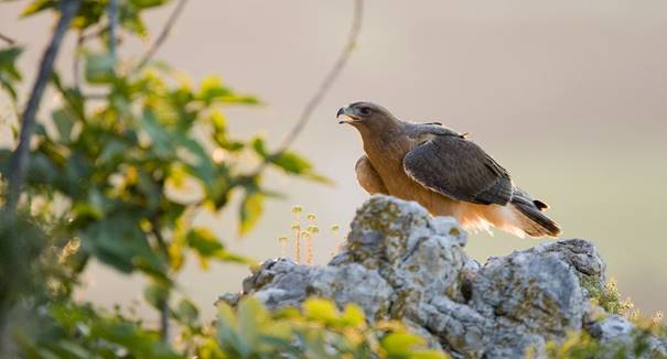 Exposition photographique « Aigle de Bonelli, le prince des garrigues » et conférences