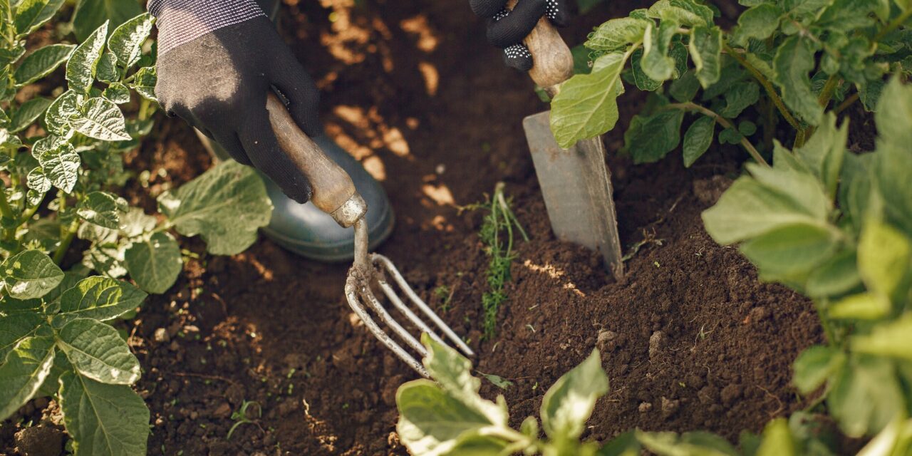Des jardins partagés à Calas