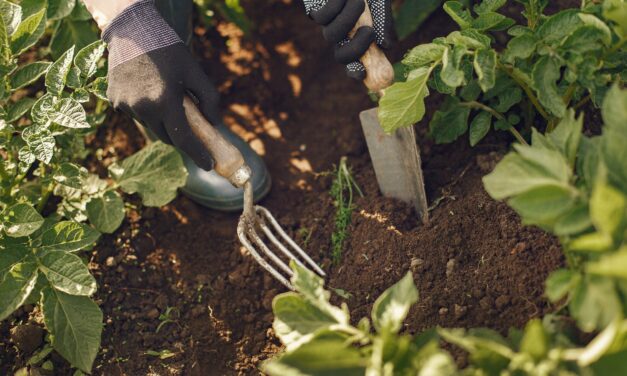 Des jardins partagés à Calas