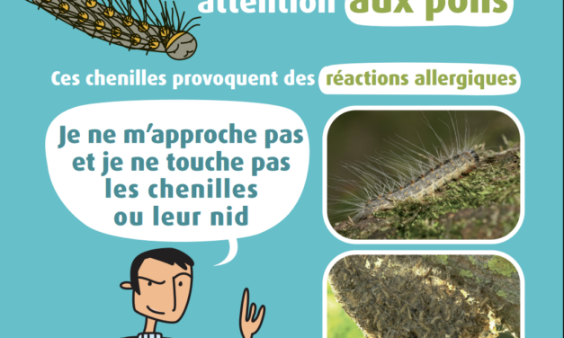 [VIGILANCE] Retour des chenilles processionnaires sur notre commune