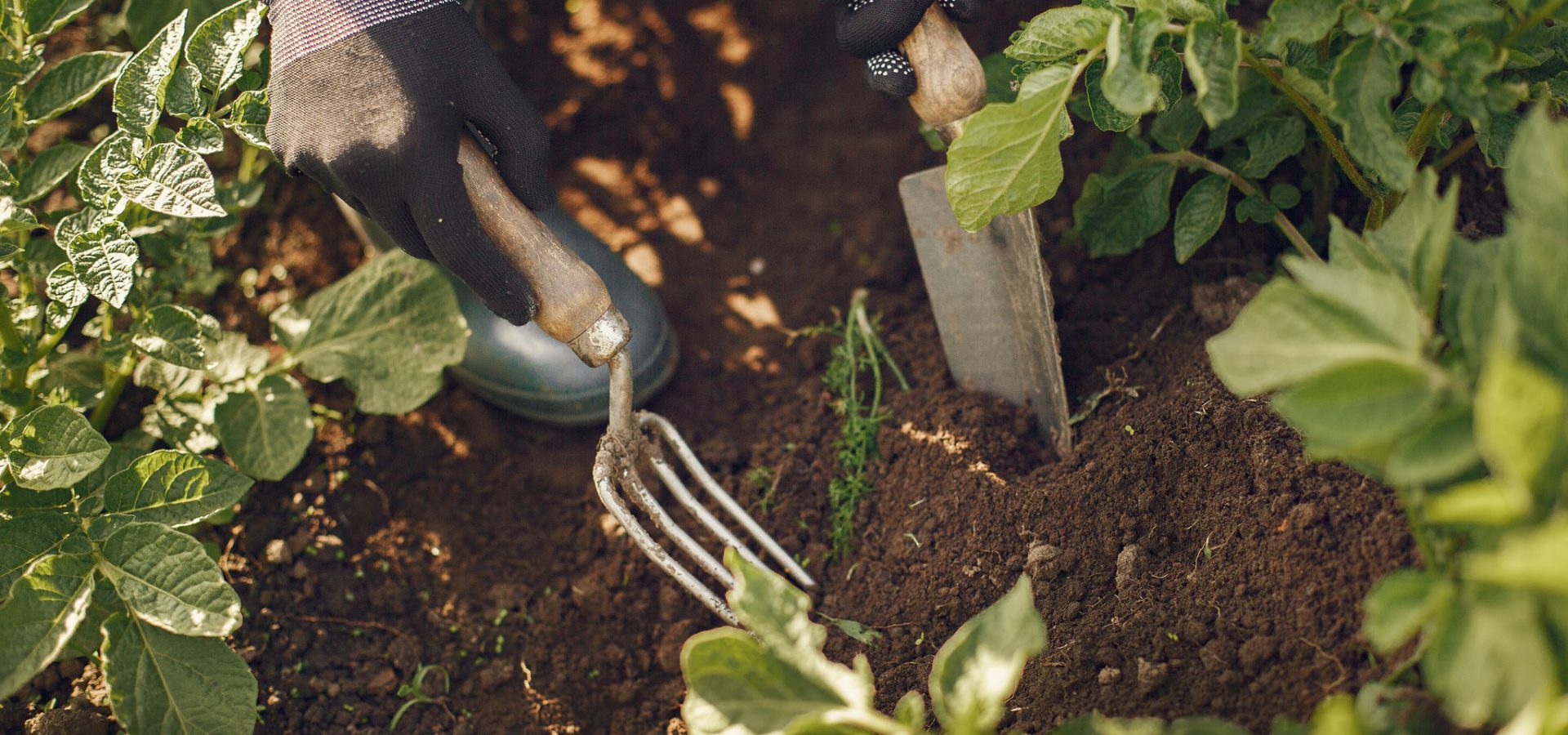 Des jardins partagés à Calas