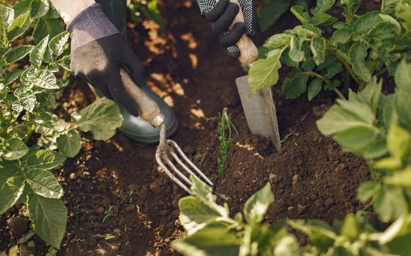 Des jardins partagés à Calas