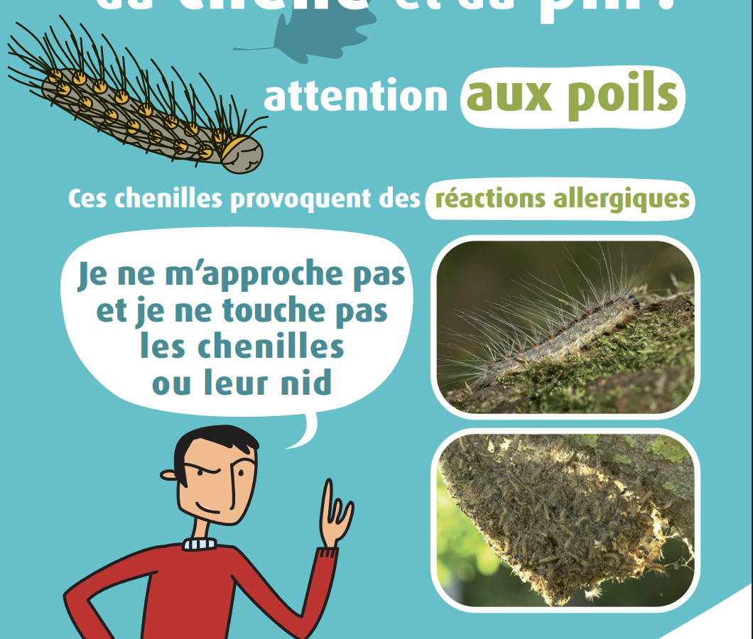 [VIGILANCE] Retour des chenilles processionnaires sur notre commune
