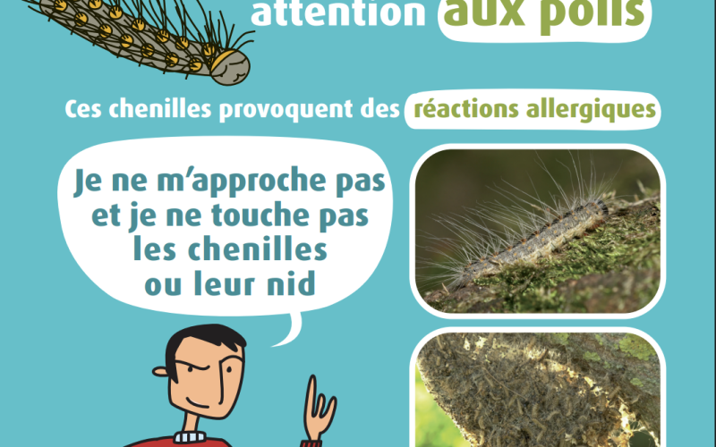 [VIGILANCE] Retour des chenilles processionnaires sur notre commune